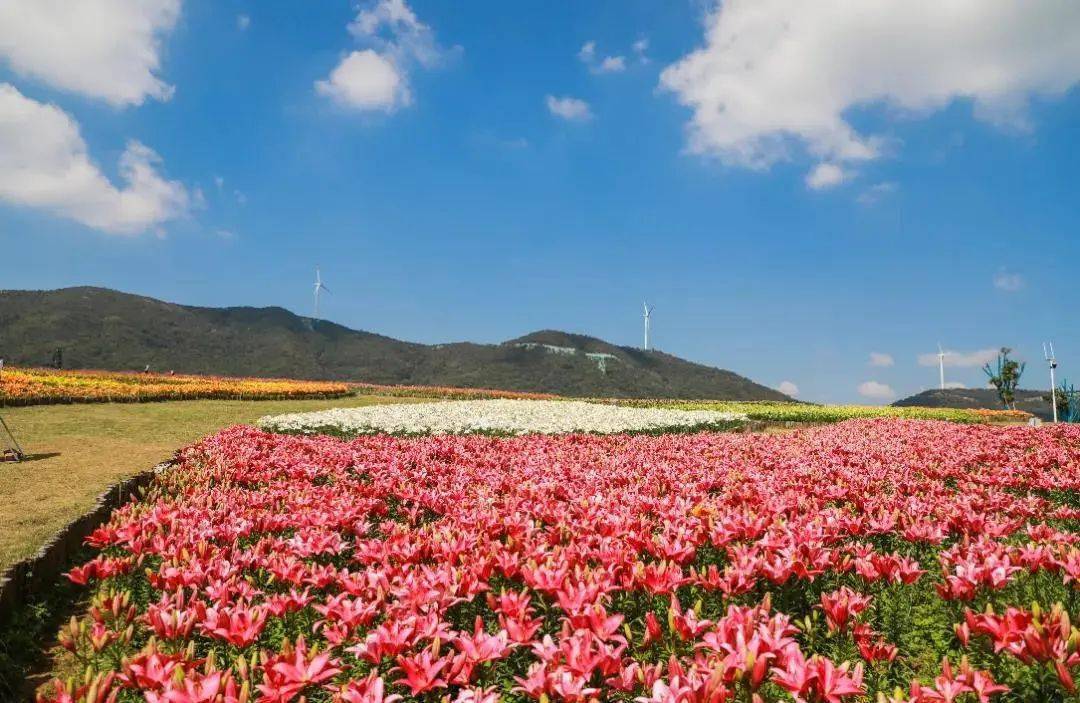 岛景区→紫微洞景区→巢湖半汤温泉养生度假区(三瓜公社→郁金香高地)