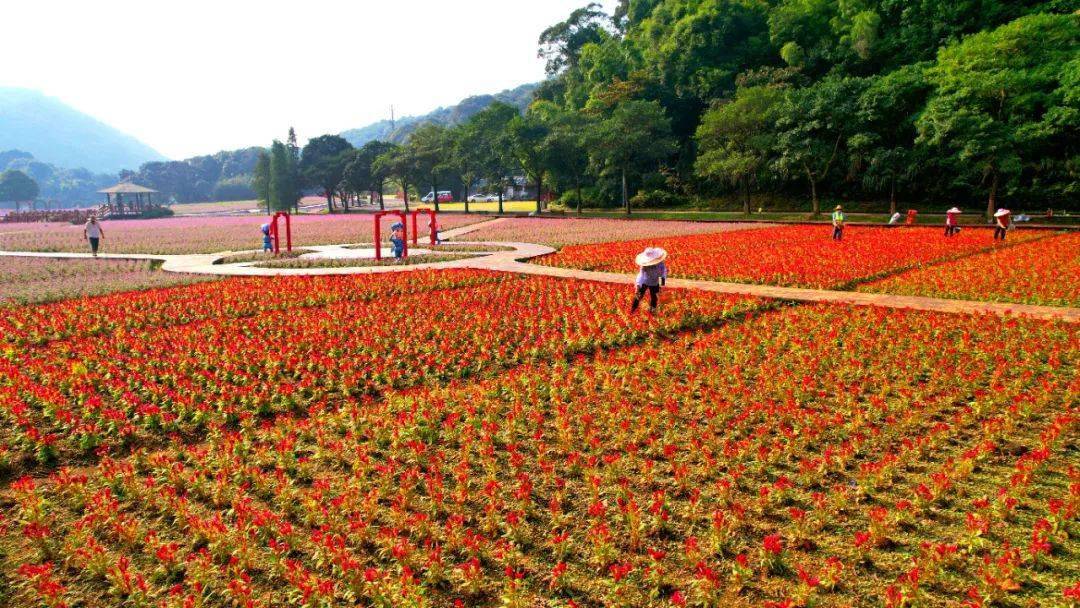 广州大片花海曝光搭地铁就能到