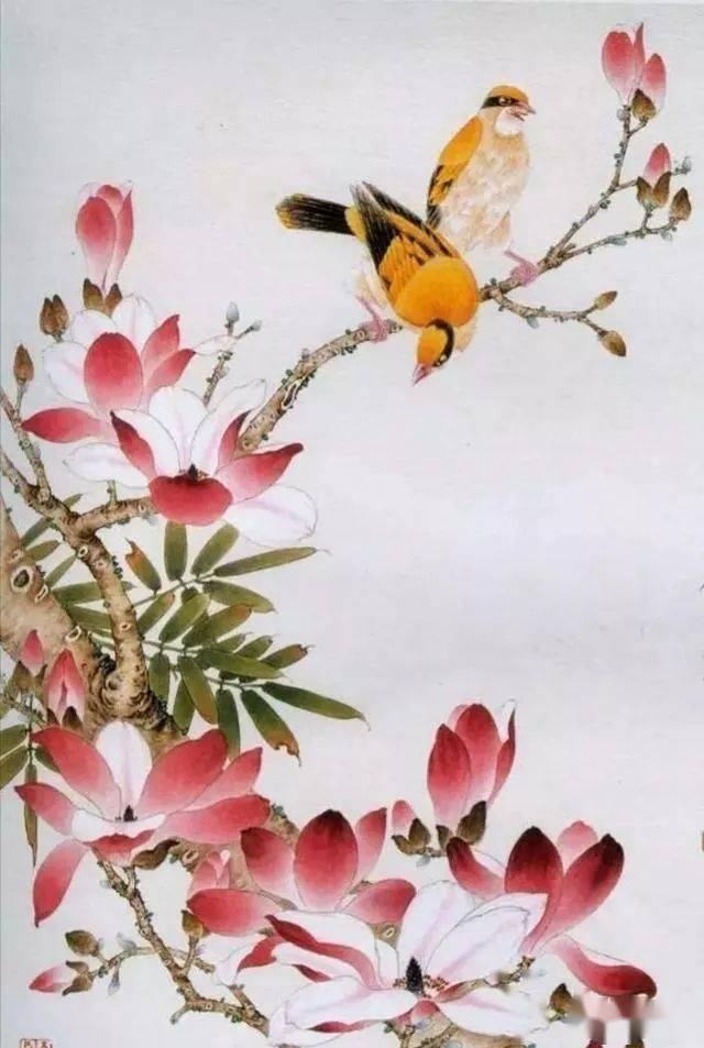 工笔玉兰花,黄鹂鸟的画法详解