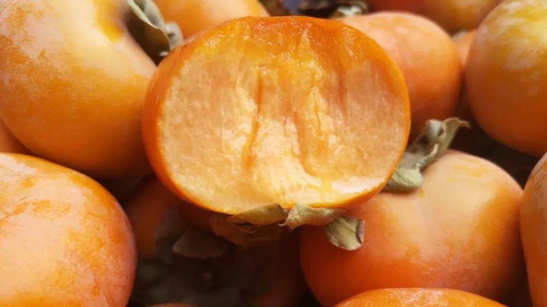 脆柿子摸起来是硬的,表面光滑,和苹果一样脆硬,吃起来嘎嘣响,脆甜在