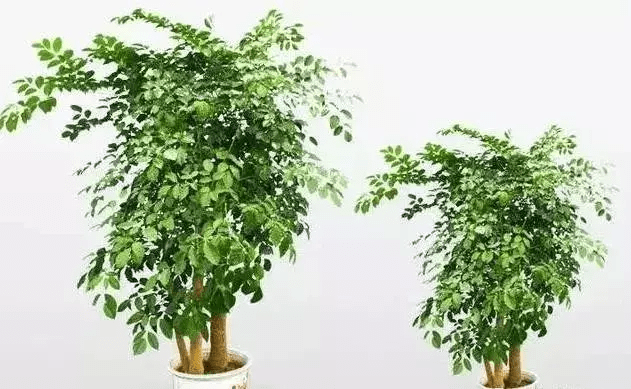家里种这10样植物,不但净化空气,而且吉祥寓意,你家有几种?