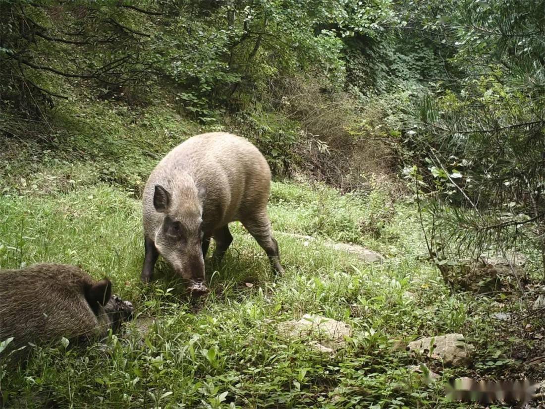 致富新路子?新政首次推"持证"猎猪,捉一头奖励100~1500元