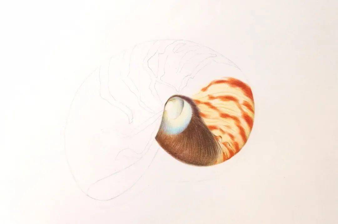 彩铅手绘鹦鹉螺