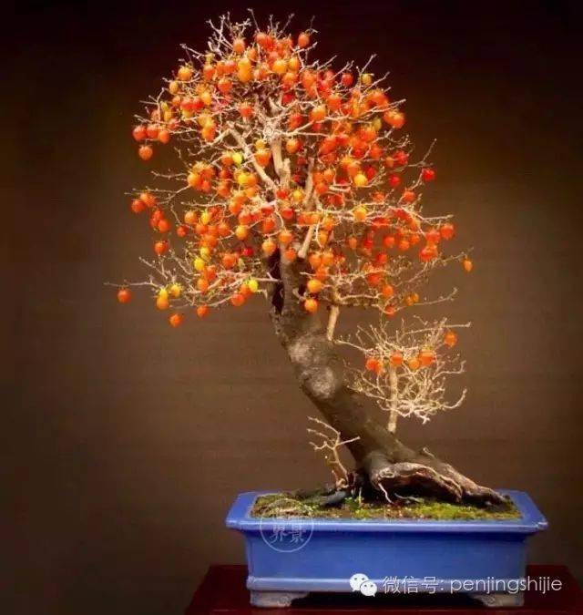 史佩元作品《丰硕诱人》(老鸦柿,树高90cm)