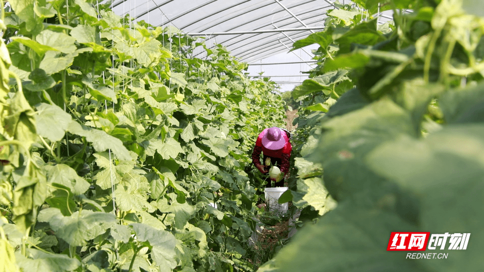 瓜农在大棚采摘香甜瓜