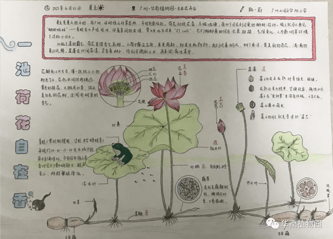 "神奇大自然,我是观察者" 自然笔记征集延迟截稿至12月31日