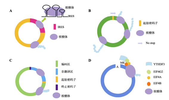 在 fp 推出环状 rna 公司 laronde 之际,其首席执