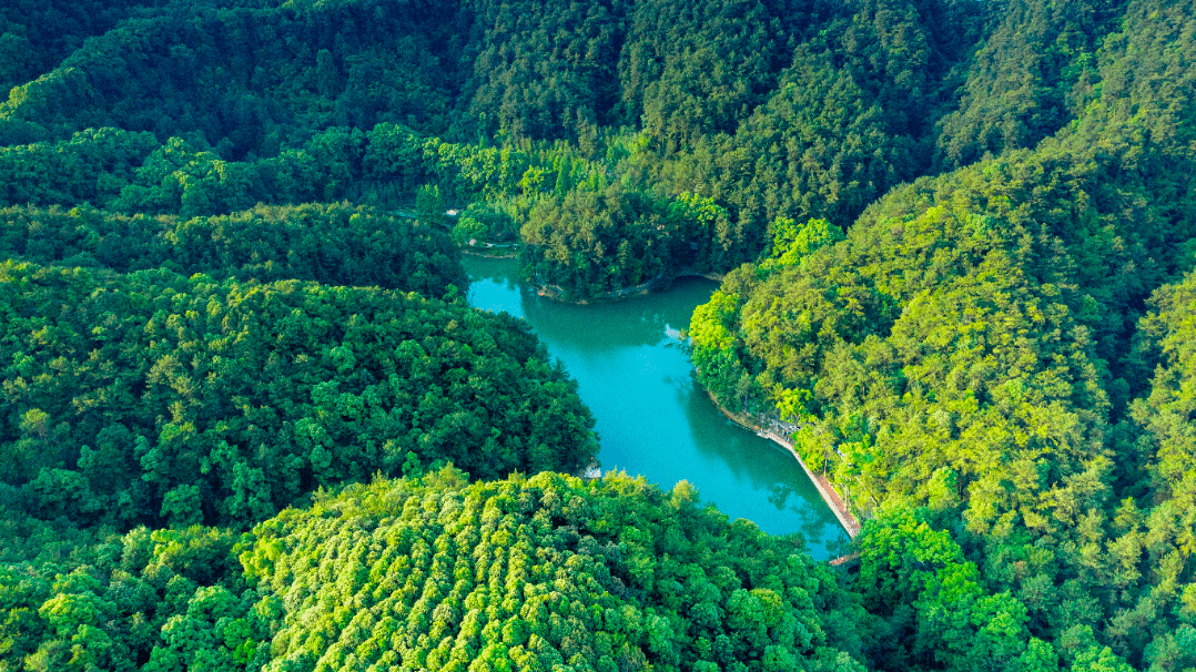 山上的违建一一被拆除后,北碚区依山就势,在修复自然生态过程中做起