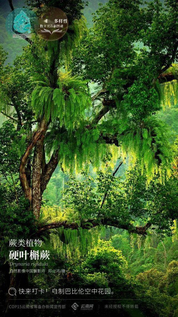 【cop15 】蕨类植物·硬叶槲蕨:快来打卡!自制巴比伦