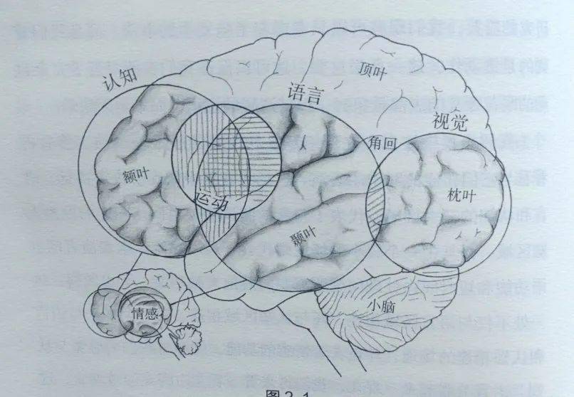这一发现意味着,两个大脑半球之间的信息交换明显增多
