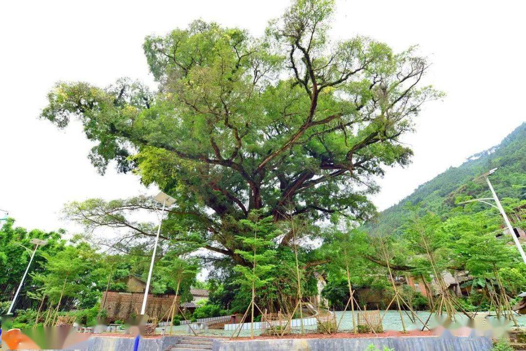 千年老树!浦北这棵榕树1300年树龄,你见过吗?