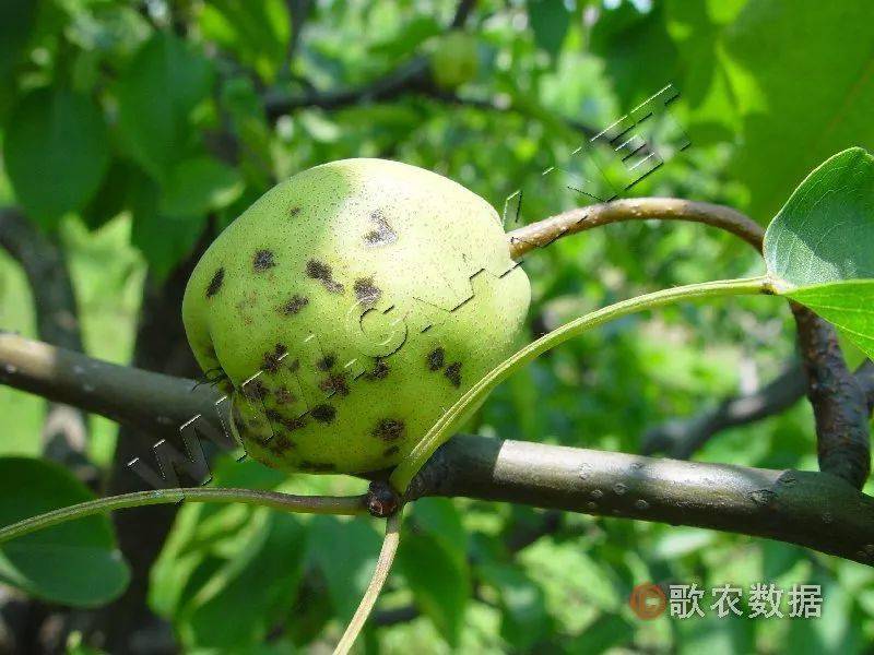 【植保】抓住关键时期,防好梨树黑星病!