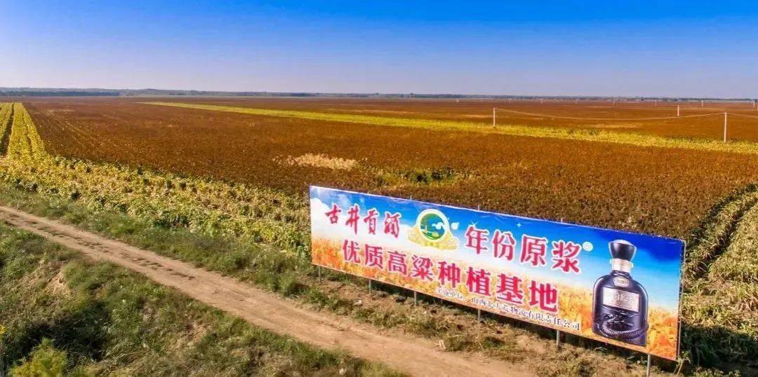 安徽蚌埠龙亢农场的古井贡酒专用小麦种植基地与辽宁阜新古井贡酒优质