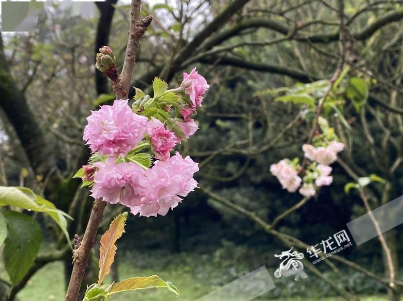 让我们静静等待春暖花开,与春天来一场美丽的约会吧!