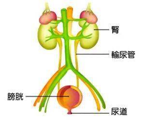 预防儿童泌尿系感染,从身边小事做起