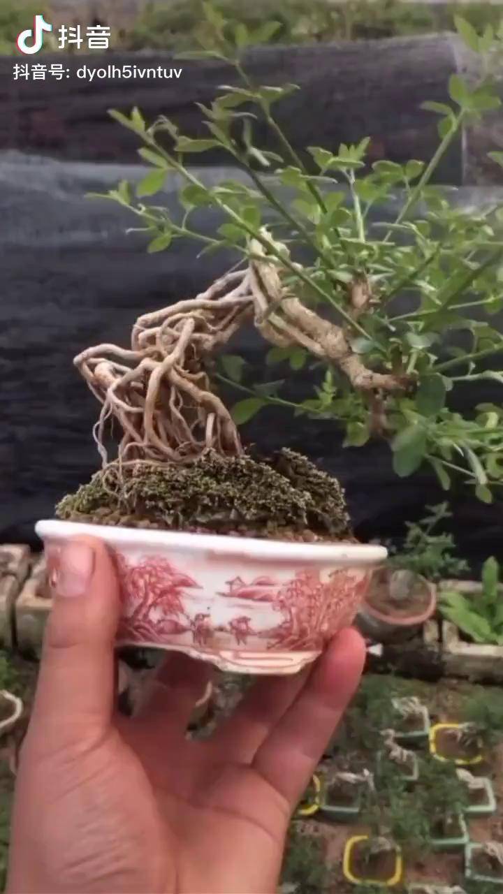 迎春花盆景制作一颗迎春提根微盆景迎春花提根