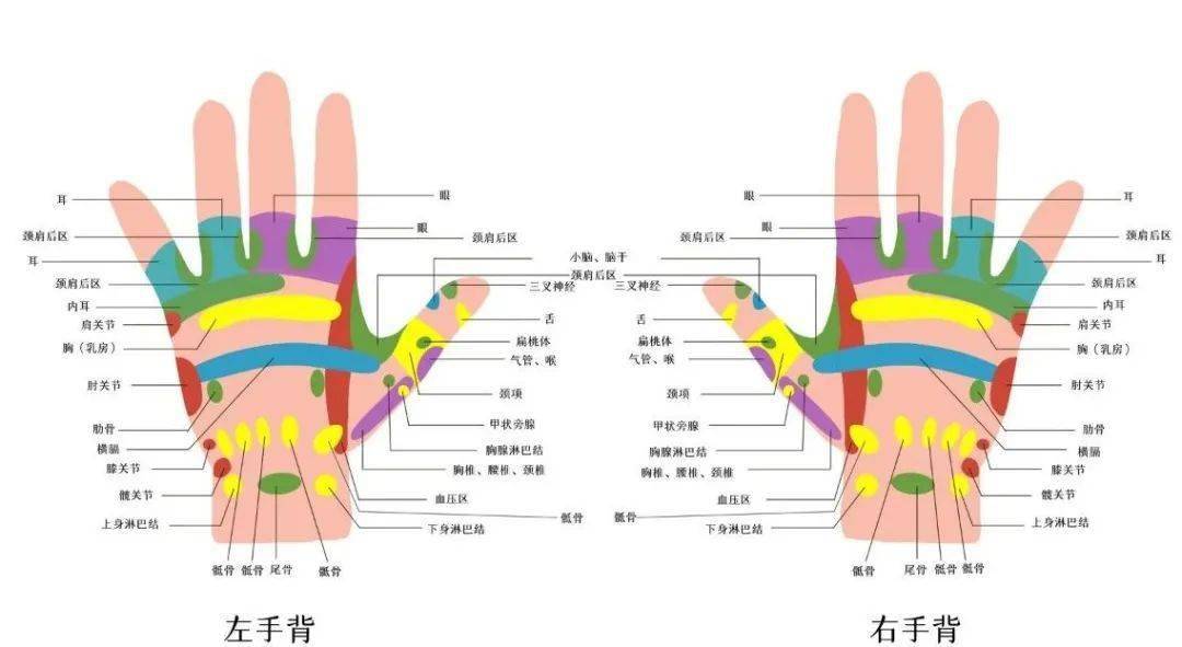 后背为五脏六腑的反射区,从颈下二寸开始,以手掌大小为一个反射区