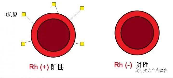 rho(d)人免疫球蛋白-熊猫血妈妈的福音(一)