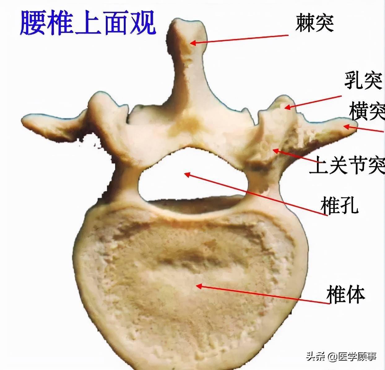 脊柱详细解剖高清图文