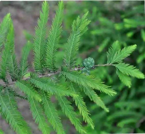 【泰山木本植物科普—落羽杉