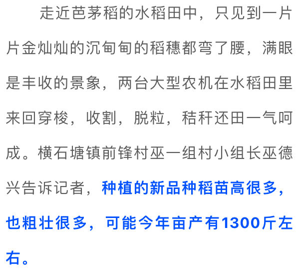 亩产达1300斤英德试种芭茅稻新品种喜获丰收