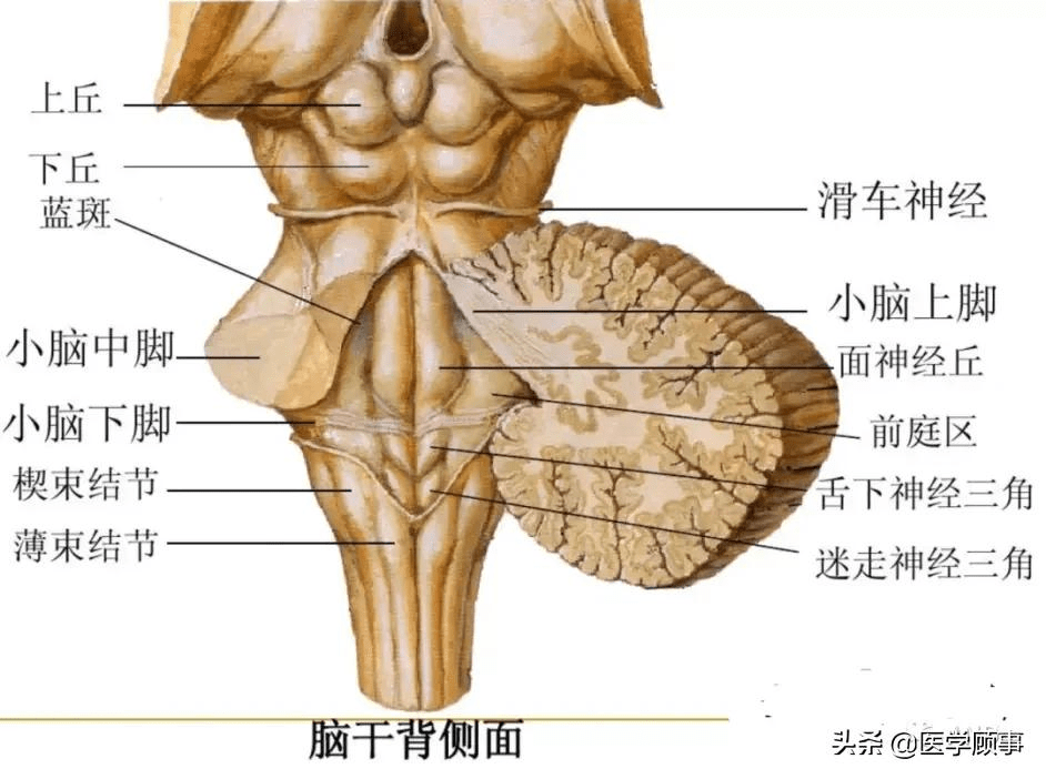 脑干解剖和结构