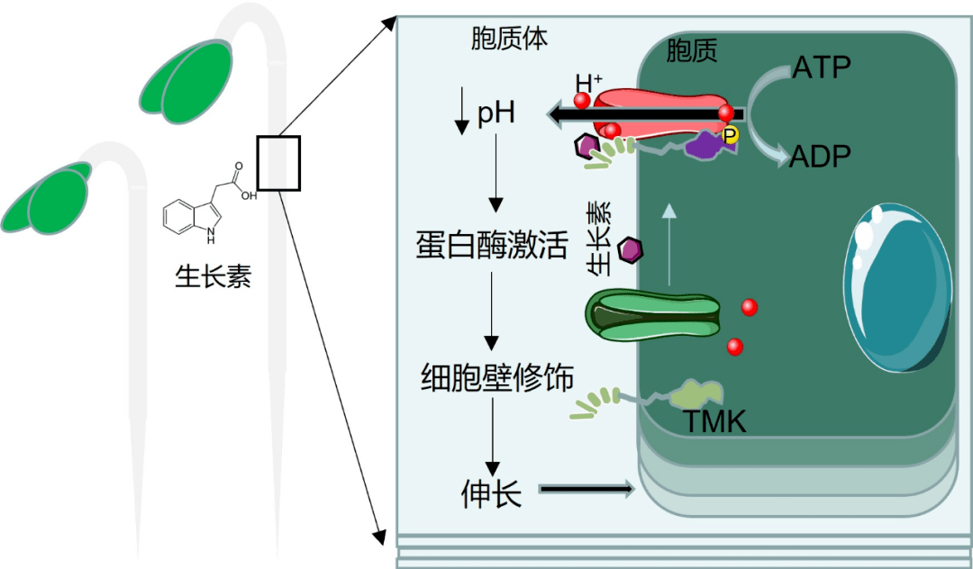 nature:福建农林大学团队攻克植物生长素研究难题_细胞