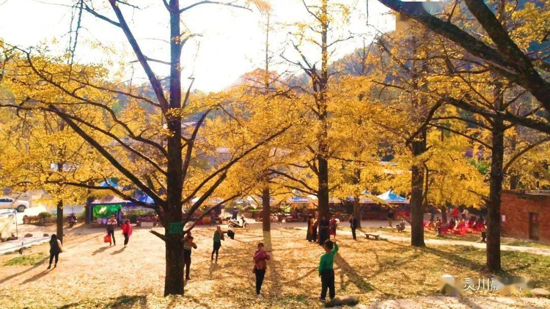 灵川:海洋乡银杏金黄层林浸染 "旅游嘉年华"活动即将开幕