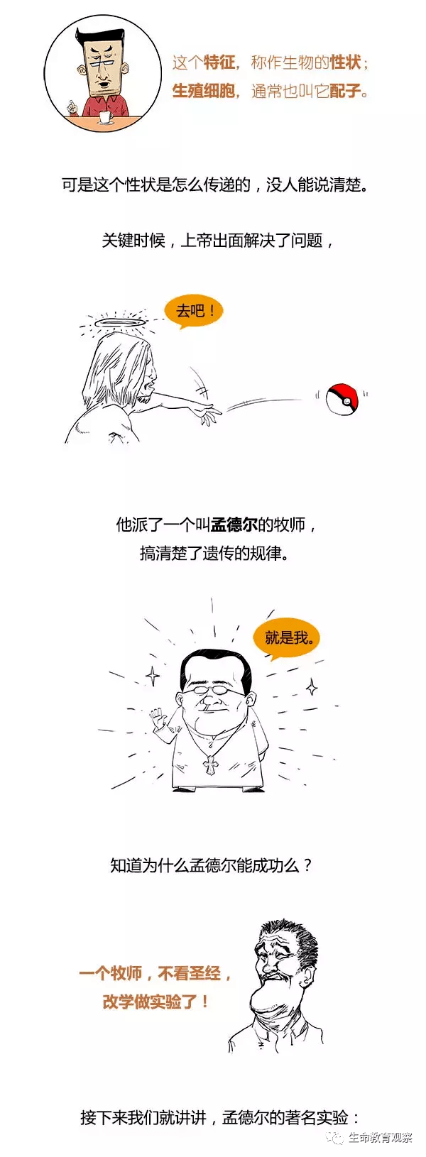 高考生物:几张漫画图读懂高中生物孟德尔分离定律!