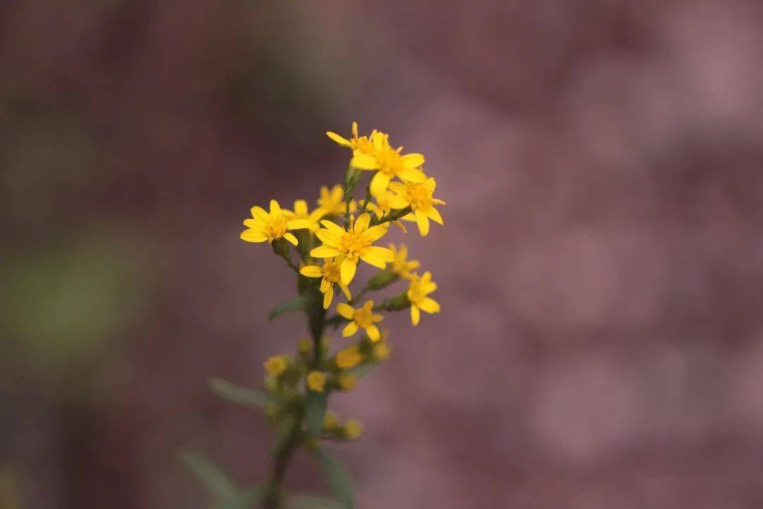 一枝黄花头状花序比较小