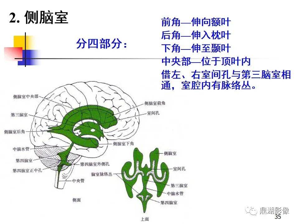 高清大脑解剖图谱