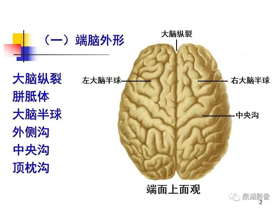高清大脑解剖图谱
