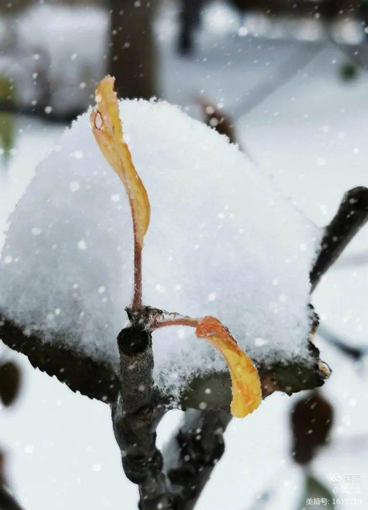 第一场雪