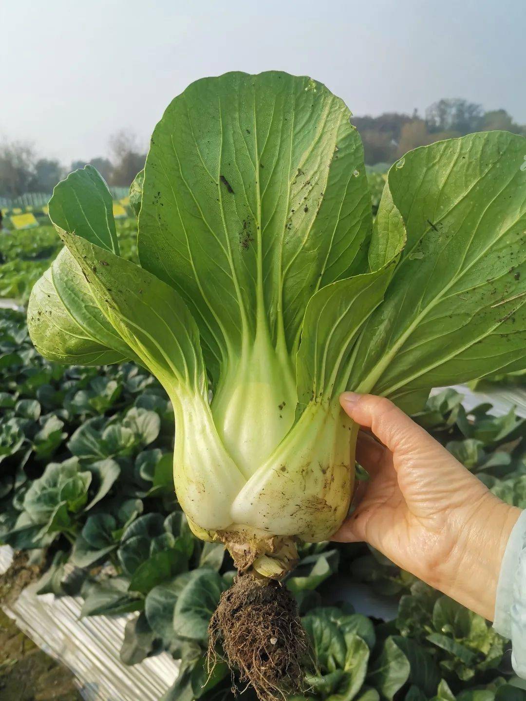 莲花白现摘现吃,瓢儿白一棵管饱,这些蔬菜新品种你见过吗?