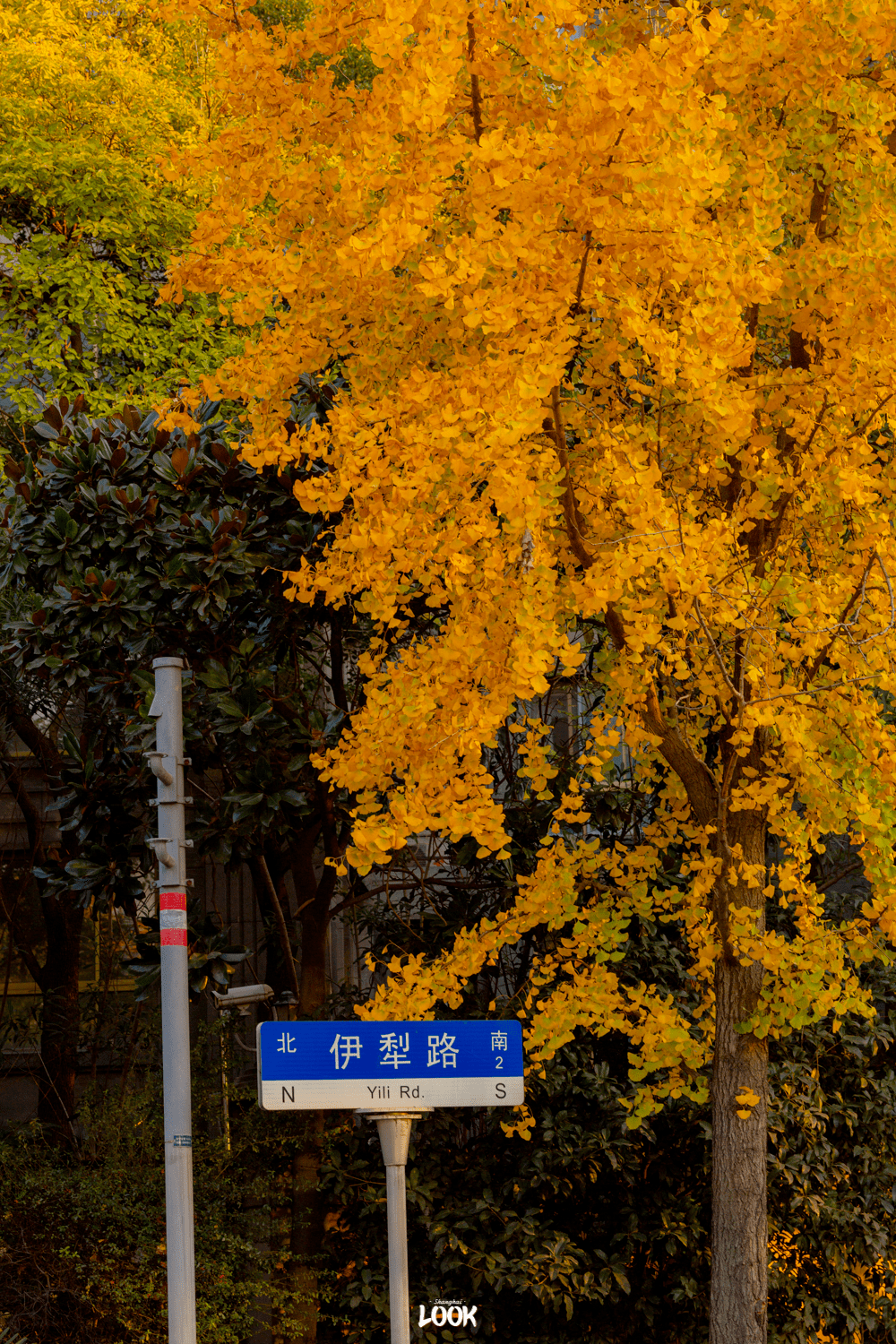 上海银杏大道·伊犁路01."一年好景君须记,最是橙黄橘绿时."part.