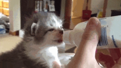 所以,小奶猫喝奶是在用耳朵使劲儿? 太萌了_开心_小奶