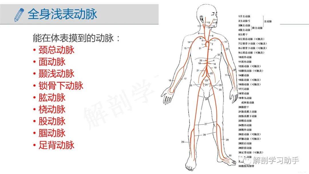 人体解剖学课件脉管系统动脉