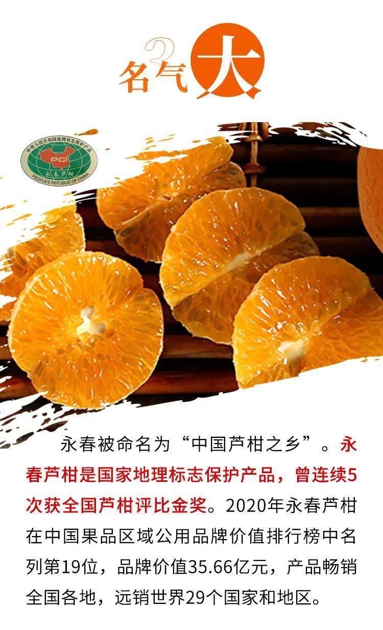 福建永春芦柑红了,近70年果树限量采摘出售,又甜又好吃!
