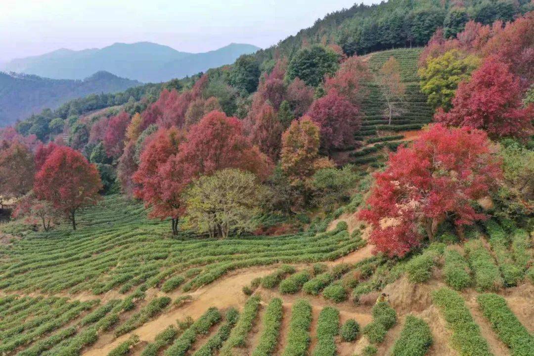 赏广东醉美枫叶,摘砂糖橘~_活动_费用_曾田