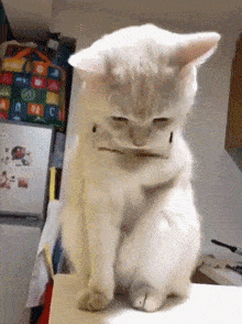 这只猫会自己戴眼镜,迷死人了._迷死人