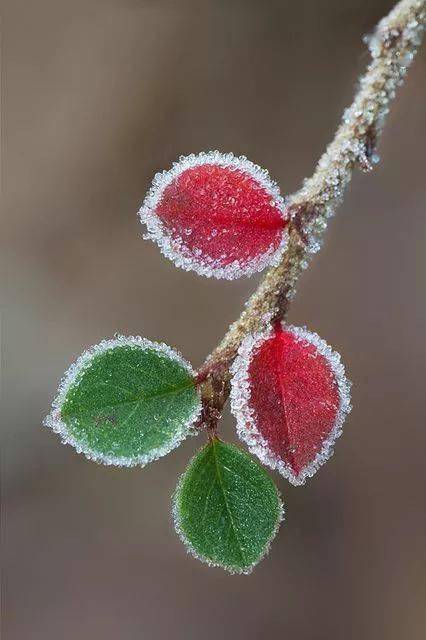 雪中花