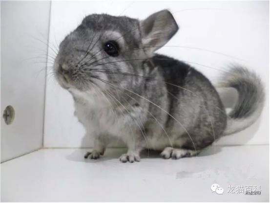 龙猫的颜色及区分