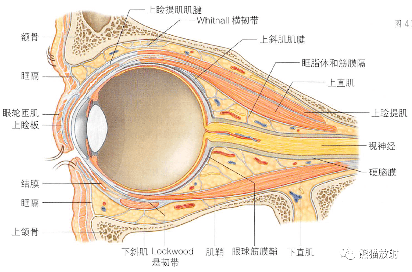 矢状切面)眶筋膜眼外肌眼动脉眼静脉及神经眶腔的神经视觉通路示意图