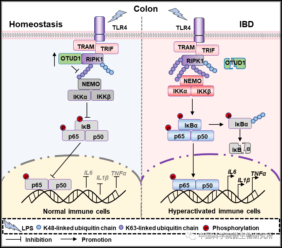 微生物所刘翠华团队合作揭示去泛素化酶otud1抑制肠炎发生新机制