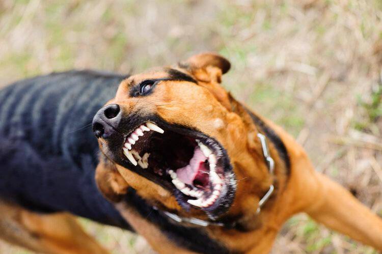 7岁男童狂犬病发作离世死前注射了四针疫苗为何没能控制住