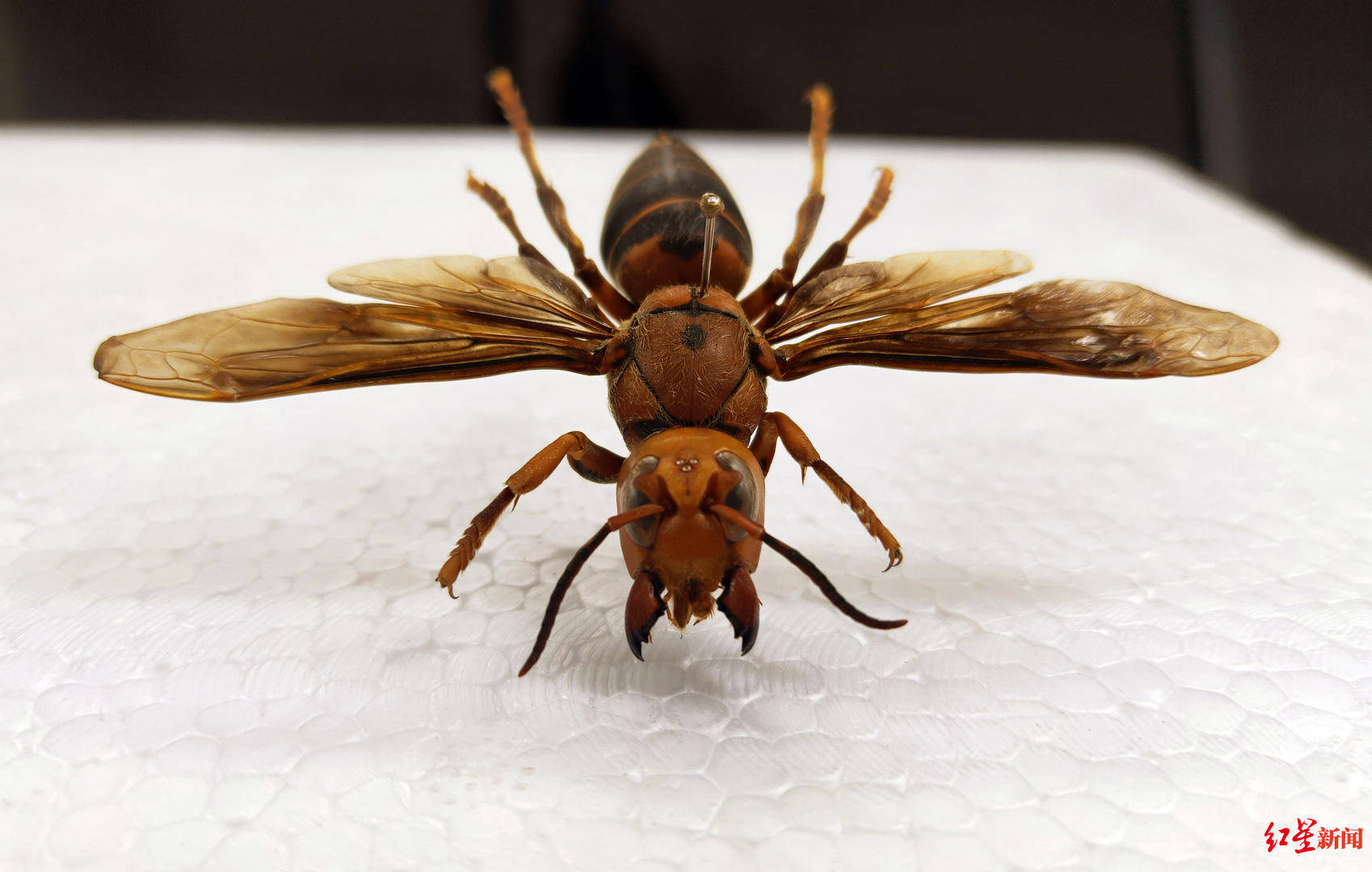 世界最大胡蜂是日本大黄蜂?成都这家昆虫博物馆"笑而不语"