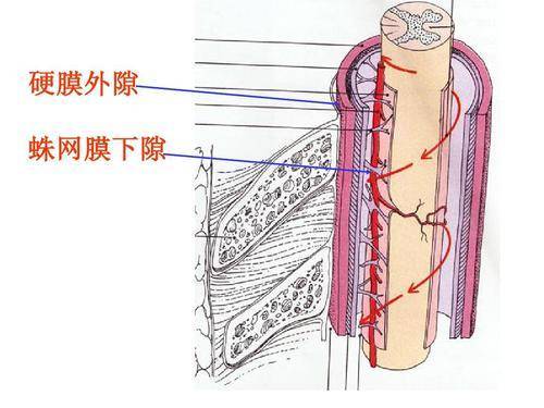 硬膜外麻醉是往硬膜外隙内注药,优点是肌肉松弛效果好,血液循环稳定