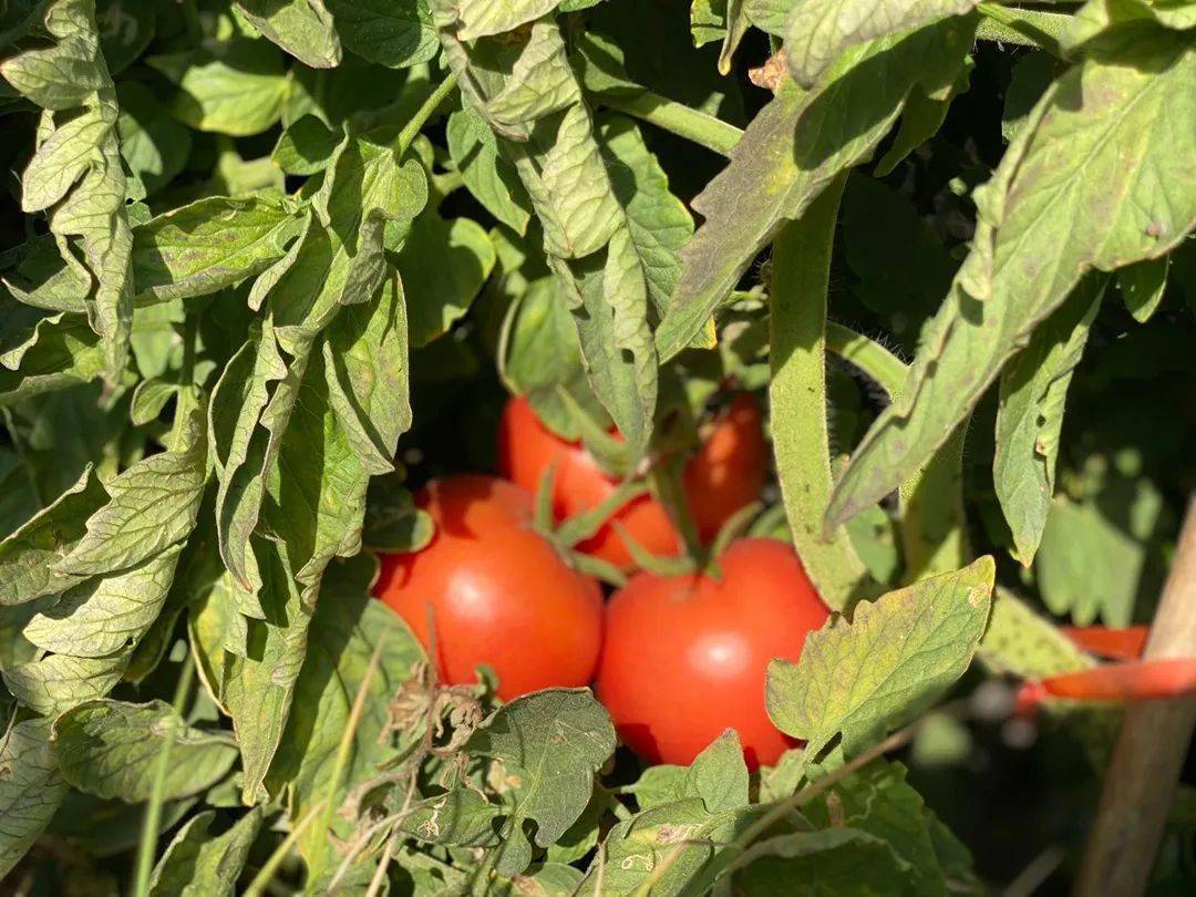 西红柿个头更加饱满味道更加浓郁番茄都是露天生长不会有大棚去隔离