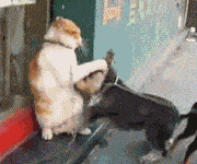 180_150gif 动态图 动图