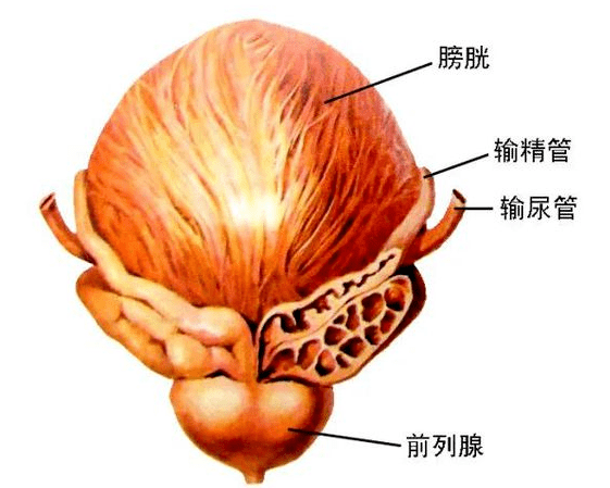 临床上根据肿瘤是否浸润到膀胱壁